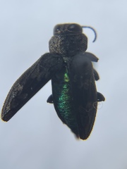 Chrysobothris wintu
