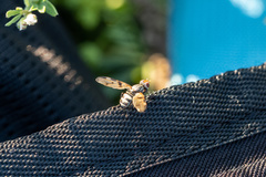 Otitinae