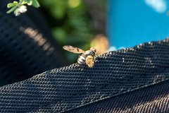 Otitinae