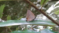 Satyrium formosanum