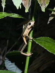 Pithecopus palliatus