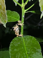 Pithecopus palliatus