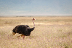 Struthio camelus massaicus