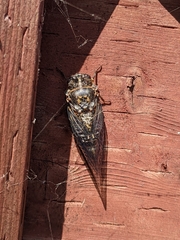 Clidophleps wrighti