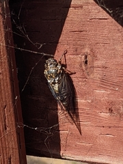 Clidophleps wrighti