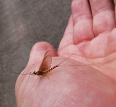 Ephemera danica