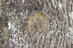 Lobaria pulmonaria