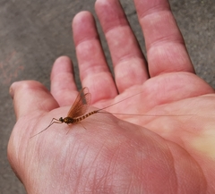 Ephemera danica
