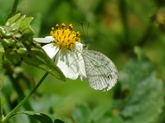 Leptosia nina niobe