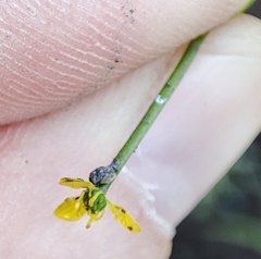 Ranunculus polyphyllus