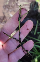 Ranunculus polyphyllus