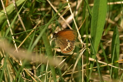 Coenonympha gardetta darwiniana