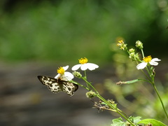 Abraximorpha davidii