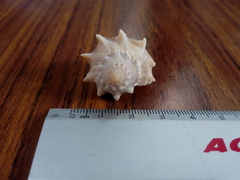 Melongena