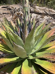 Agave maximiliana