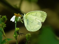 Eurema blanda arsakia