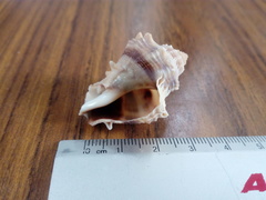 Melongena