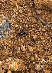 Hoplisoides semipunctatus