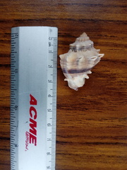 Melongena