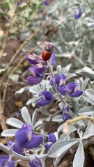 Lupinus guadalupensis