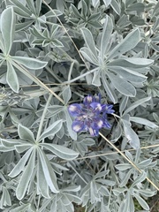 Lupinus guadalupensis