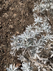 Lupinus guadalupensis