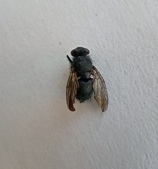 Calliphora
