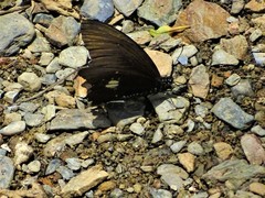 Papilio castor formosanus