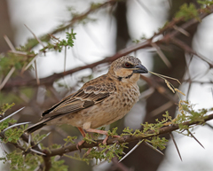 Plocepasser donaldsoni