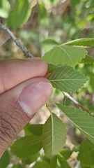 Stigmella lemniscella