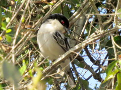 Dryoscopus cubla hamatus