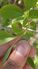 Stigmella lemniscella