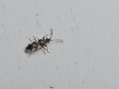 Oxycarenidae