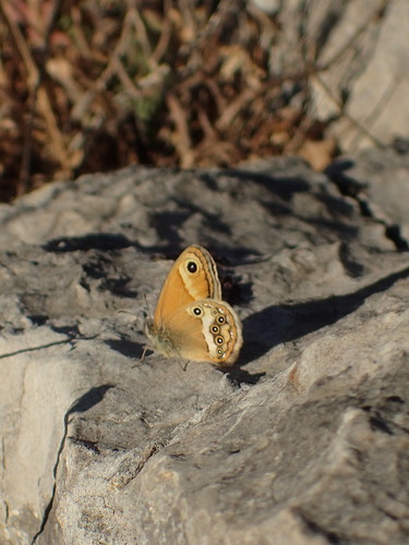 Coenonympha dorus