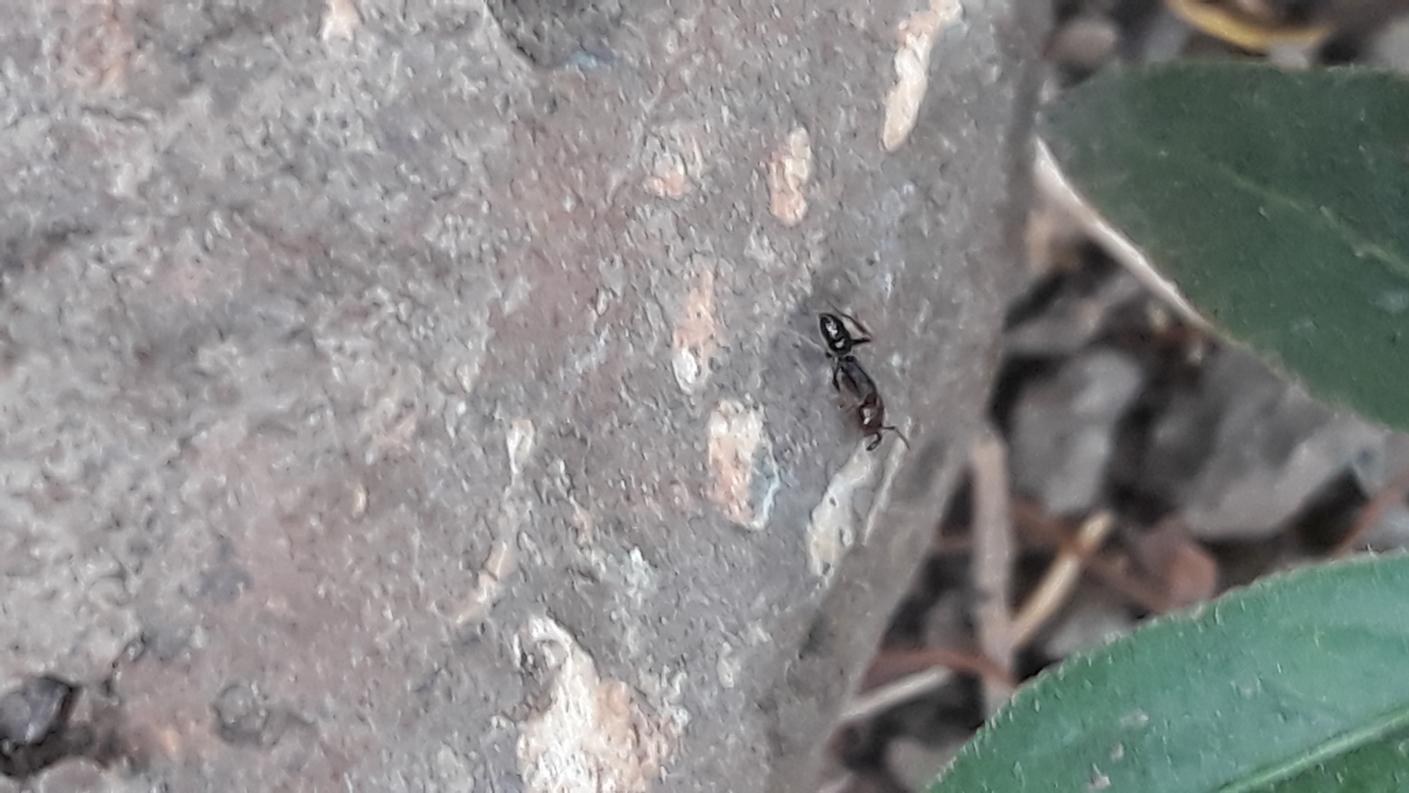 Anochetus validus