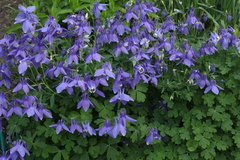 Aquilegia flabellata