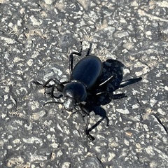 Eleodes grandicollis