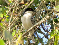 Dryoscopus cubla hamatus