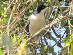 Dryoscopus cubla hamatus