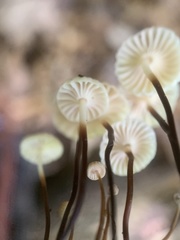 Marasmius