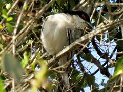 Dryoscopus cubla hamatus