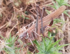 Platycleis falx laticauda