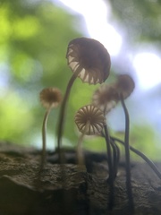Marasmius