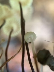 Marasmius