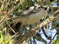 Dryoscopus cubla hamatus