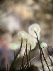 Marasmius