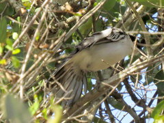 Dryoscopus cubla hamatus