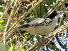 Dryoscopus cubla hamatus