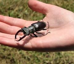 Lucanus cervus