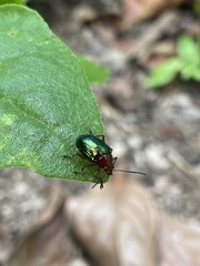 Chalcophana semirufa